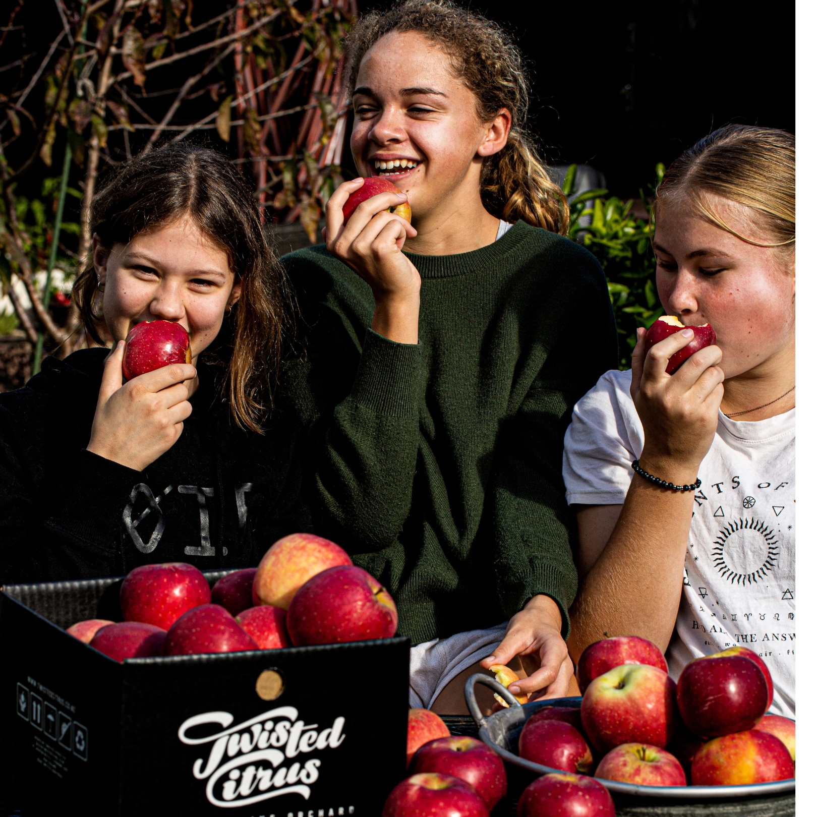 Buy Apples - Royal Gala Online NZ